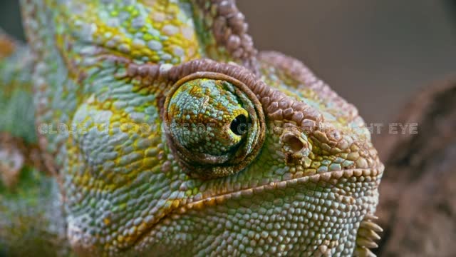 Close-up Footage Of Chameleon Right Eye