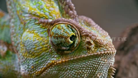 Close-up Footage Of Chameleon Right Eye