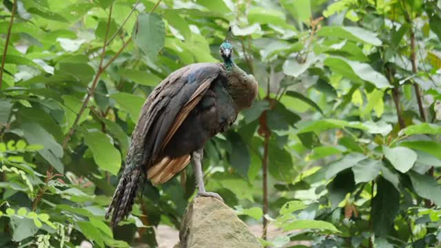 Peacock Life In The Wild