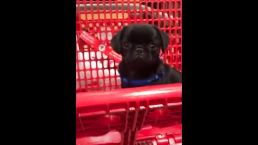 ♥Cutest Puppies Doing Funny Things 2020♥ #2 Cute Animals