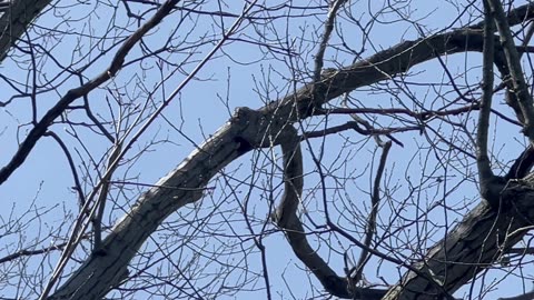 Tracked down a red bellied woodpeckers nest by sound 😍