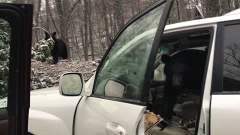 Bear Stuck in a Car