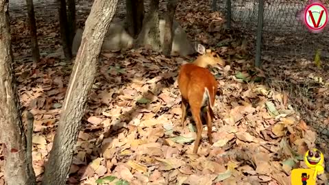 Amazing Porcupine vs wild pig ll hunter attacks porcupine - wild pig.mp4