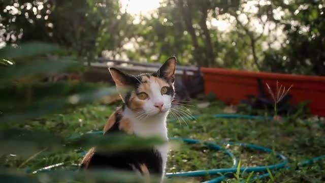 Amazing cat very nicee video 😘😘😘 awesome cute cat very nice