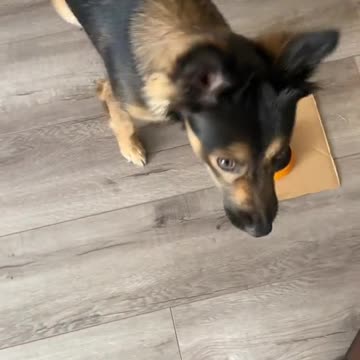 This has to be one of the funniest vidoes ive ever filmed 😂😂😂