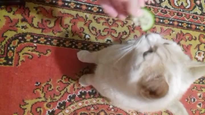 cat eats cucumber