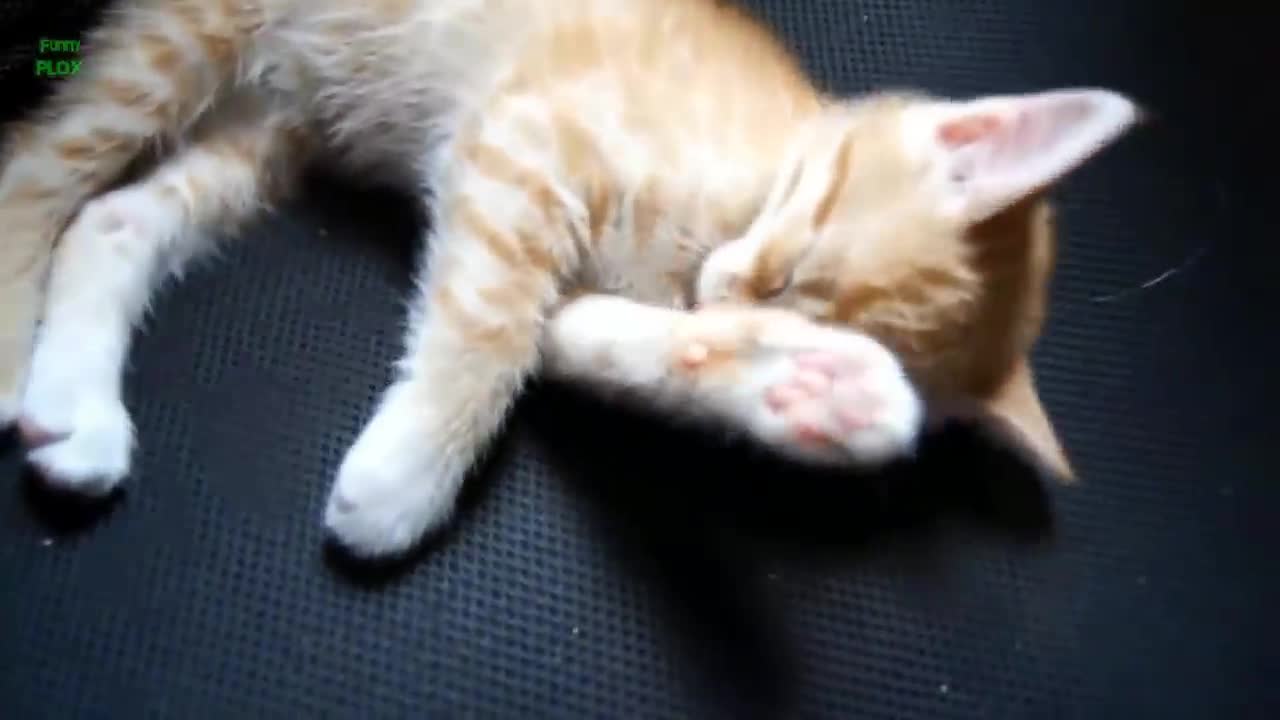 Funny Cats and Kittens Meowing Compilation