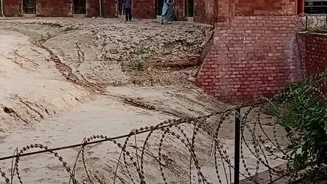 Lions of pakistan bahawalpur zoo