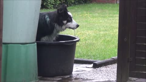 Border Collie is having fun in the water