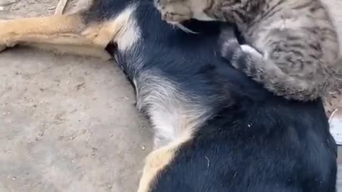 Cat thinks he's still a kitten