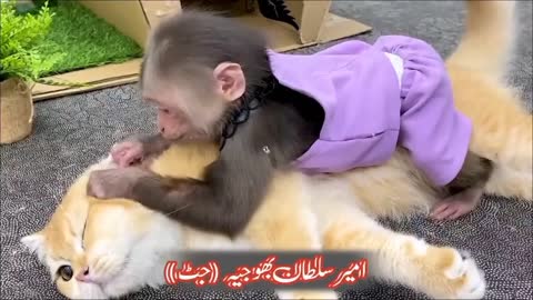 Monkey Loves Cat