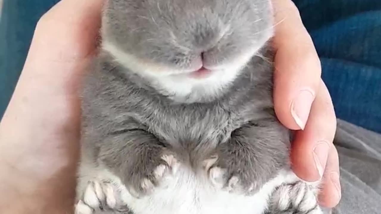 Sleeping Baby Bunny