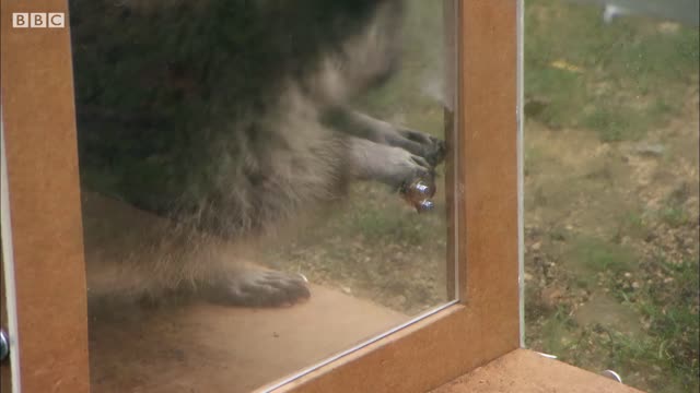 Racoon Demonstrates Problem Solving Skills