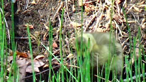 Canada Geese and Goslings feeding