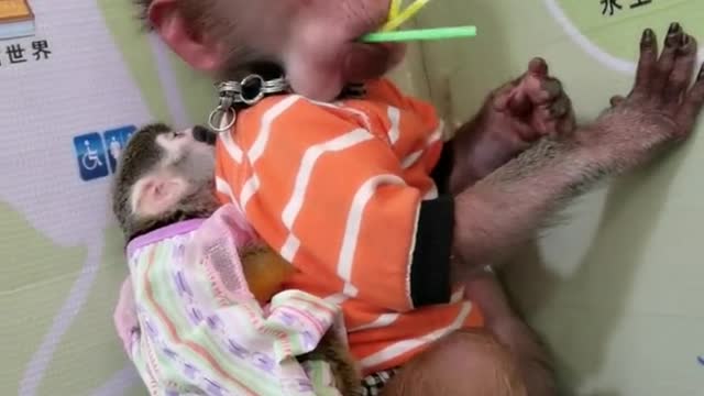 Little monkey eating delicious lollipop