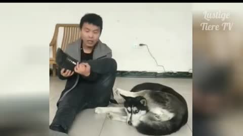 Cats and other animal funny video