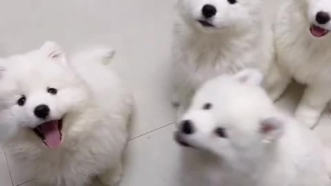 white puppy