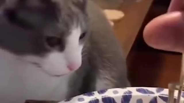 FunnyVideo of dog🐶 & cat 🙀 | See their reactions (2) |#shorts, #viralvideo #pets #viral