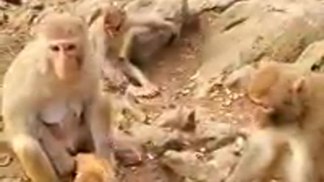 South Africa Forest monkey with his baby Monkey