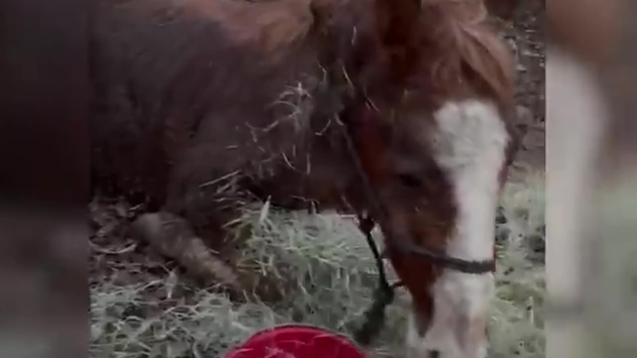 Dasher Horse Rescue