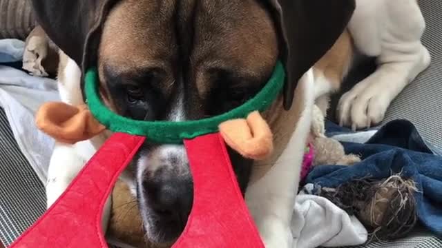 Hank dog on bed mad at antlers on head