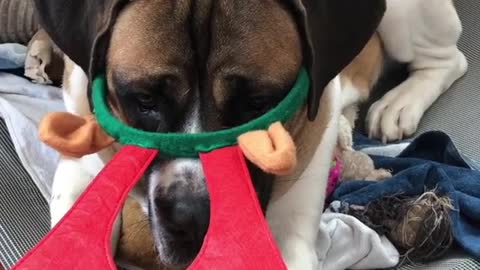 Hank dog on bed mad at antlers on head