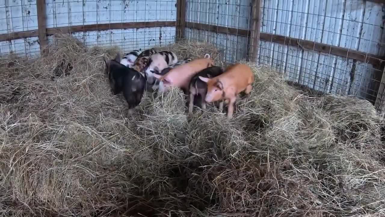 Well-built piggy dormitory