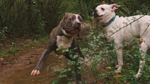 Study claims your dog knows when you are sad.