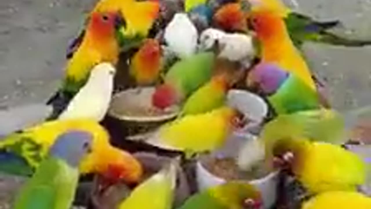 beautiful birds with beautiful voice #pets #parrots