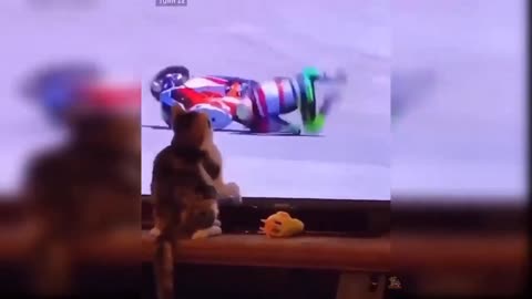 a cat knocks over a GP motorbike racer