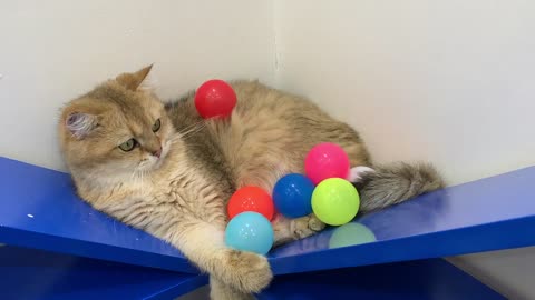 Cats and 100 balls