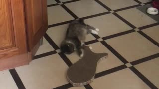 My cats are playing