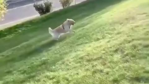 Dog falls from hill🤣