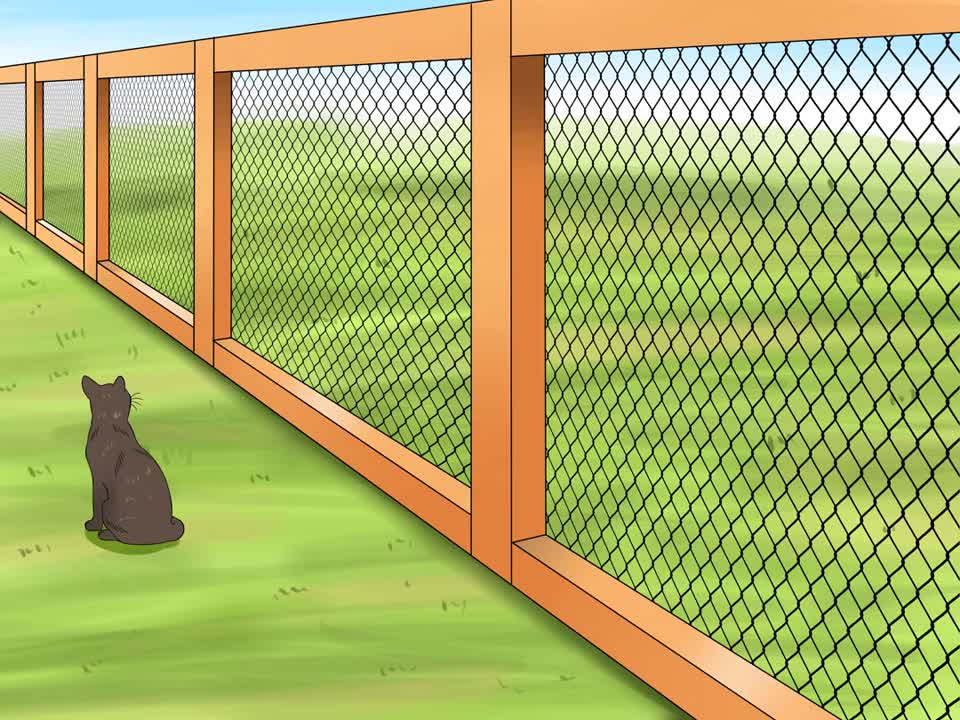 How to keep a Cat safe outside