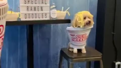 These Might Be The Cutest Puppies &amp; Funniest Dogs on TIKTOK