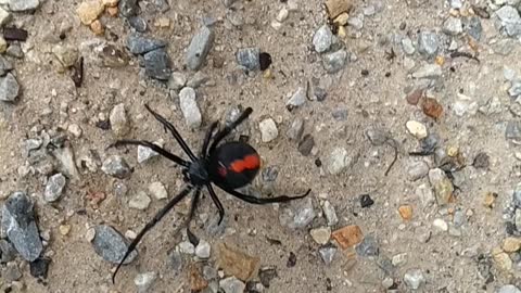 The Australian redback spider