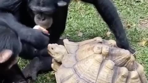 FUNNY MOMENTS!!! The monkeys feed the turtle with an apple! 🤣 🤣 🤣