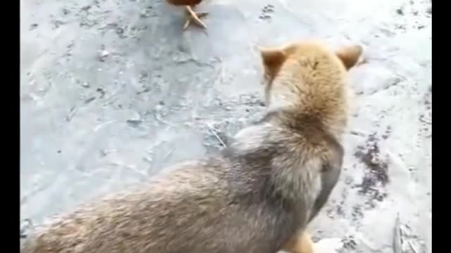 Chikan and dogs fighting very funny