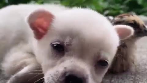 Tired dog resting with chick