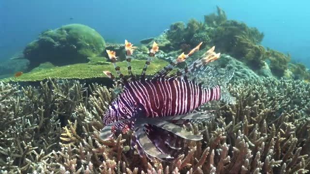 Underwater Ballerina 2