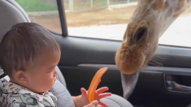 Baby feeding giraffe