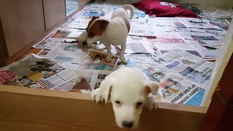 Newborn adorable puppy babies and very very cute