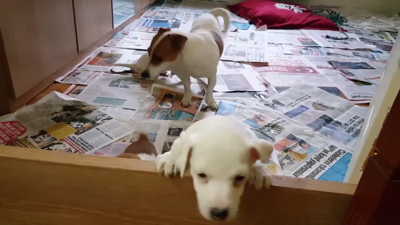 Newborn adorable puppy babies and very very cute