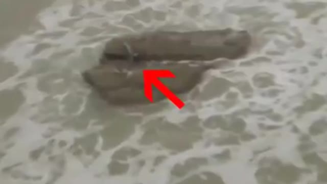 5 Real Mermaids Caught on Camera!