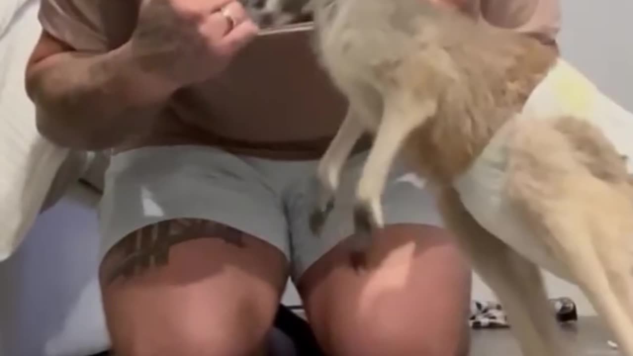 Animals