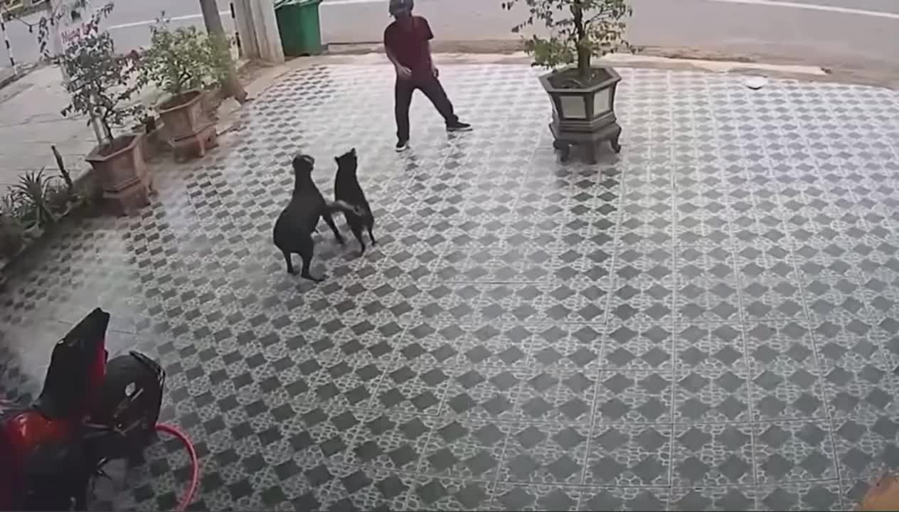 REAL LIFE NINJA Vs, 🐕 DOG🤣🤣🤣