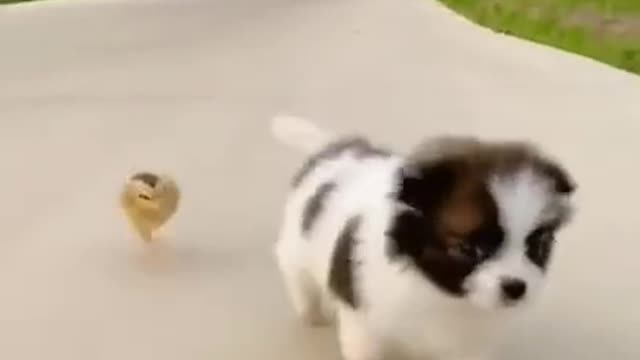 Adorable Puppy and a Duckling Become Best Friends (Cute Pet Videos)