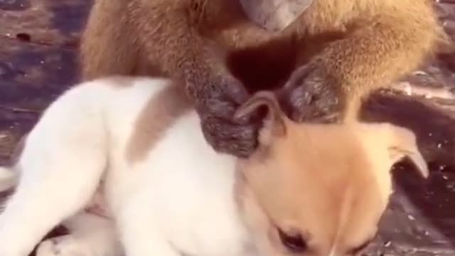 A monkey playing in the dog's brain