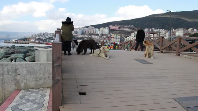 Some one feeding the dog on street