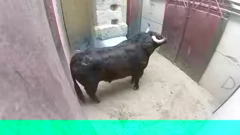 Very Dangerous Bulls Attack Videos-İnteresting Animals' Life